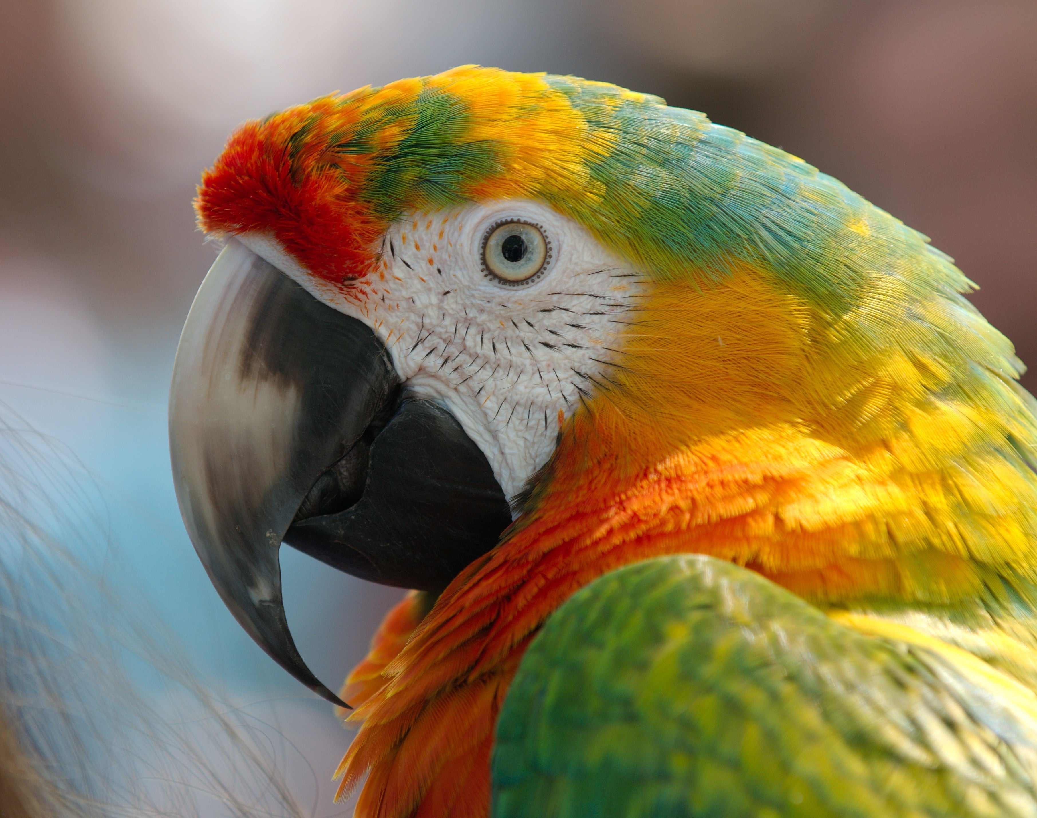 Aves