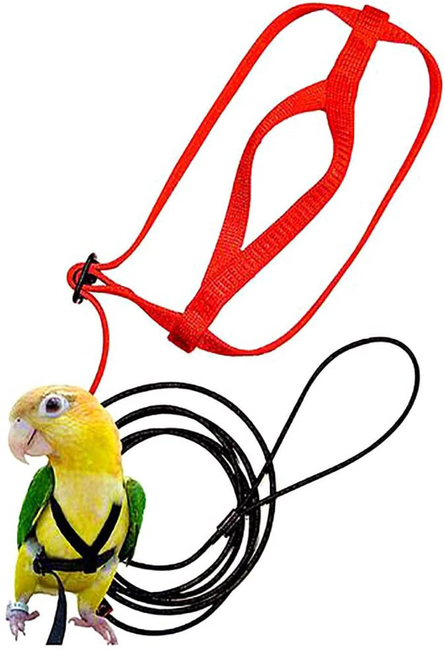 Loro volando con cuerda voladora y arnés para pájaros.