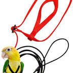 Loro volando con cuerda voladora y arnés para pájaros.
