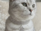 Collar para Gatos, de color sólido de aleación.